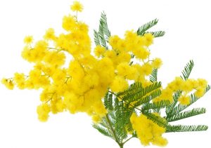Mimosa