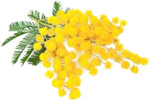 Mimosa