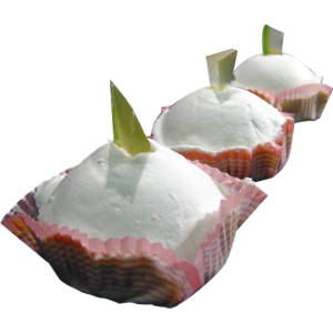 delizia al limone-Galligani-pasticceria-Roma